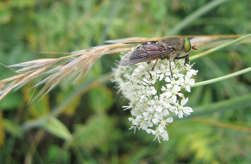 Tabanidae da determinare.....